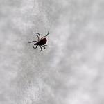 A tick collected on field trip led by University of Rhode Island professor Thomas Mather, a tick-borne disease expert. 